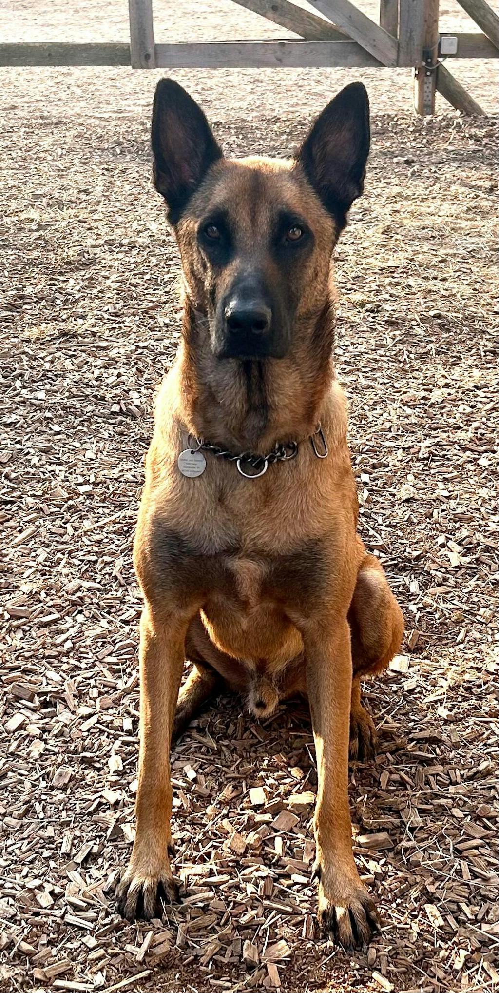 Happy Dog Sensible Montana Pferd