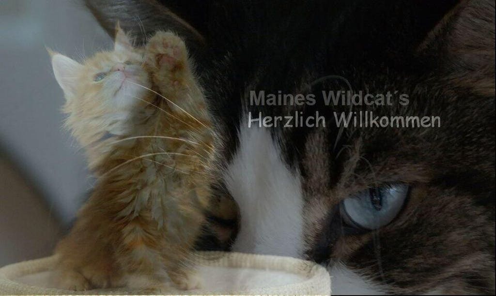 LandFleisch Gelee Lachs & Geflügel 400 g