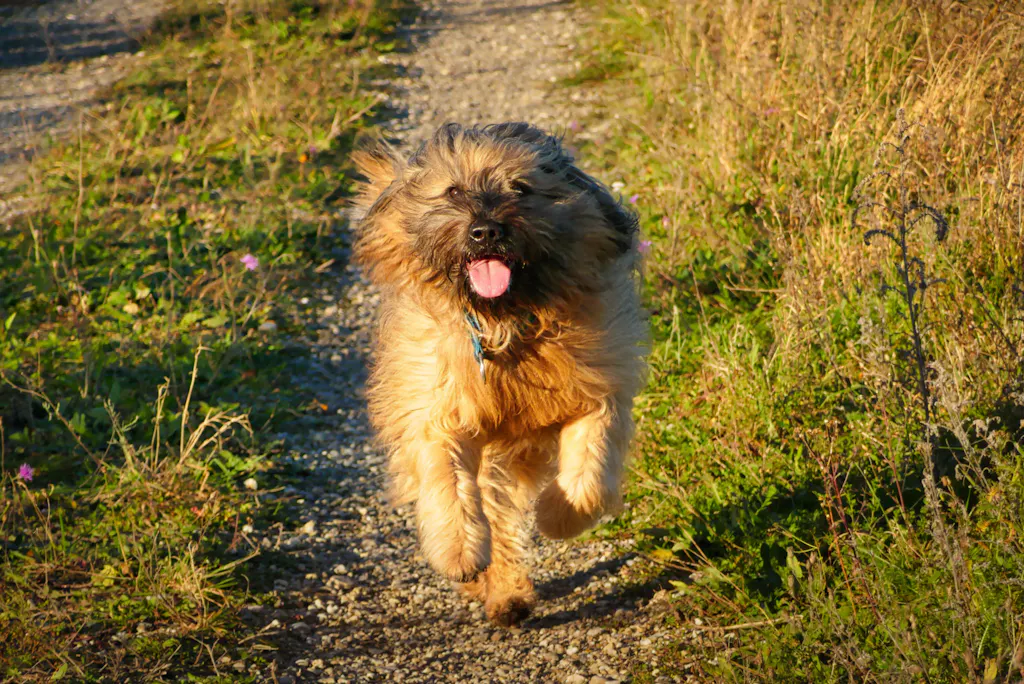 MAC's Dog Lamm & Ente 400 g