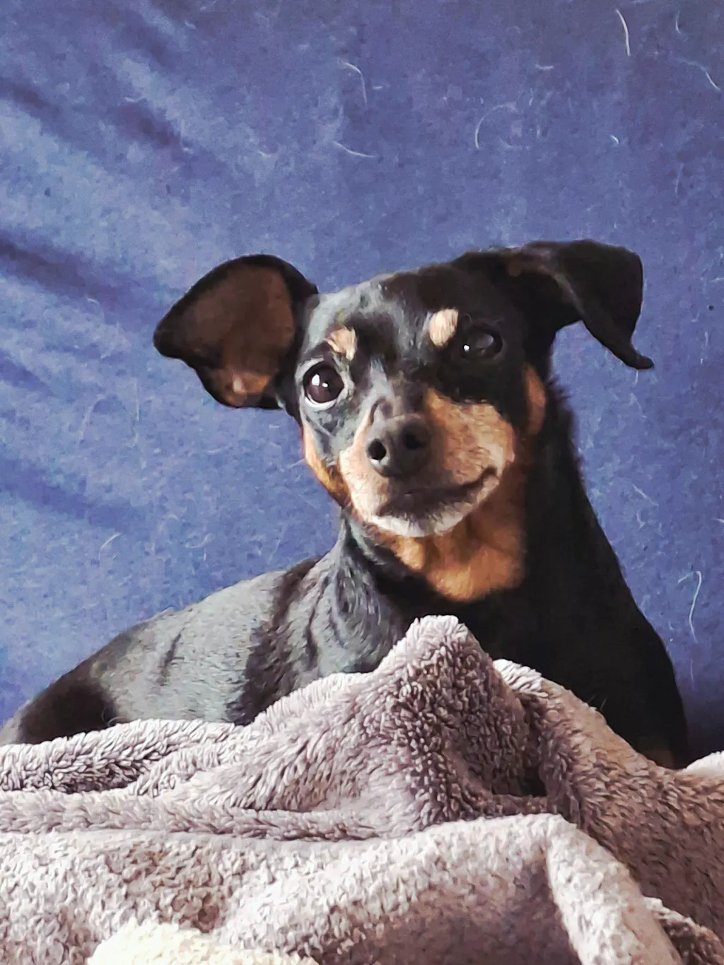 Rinti Gold Mini Ente & Geflügel 100 g