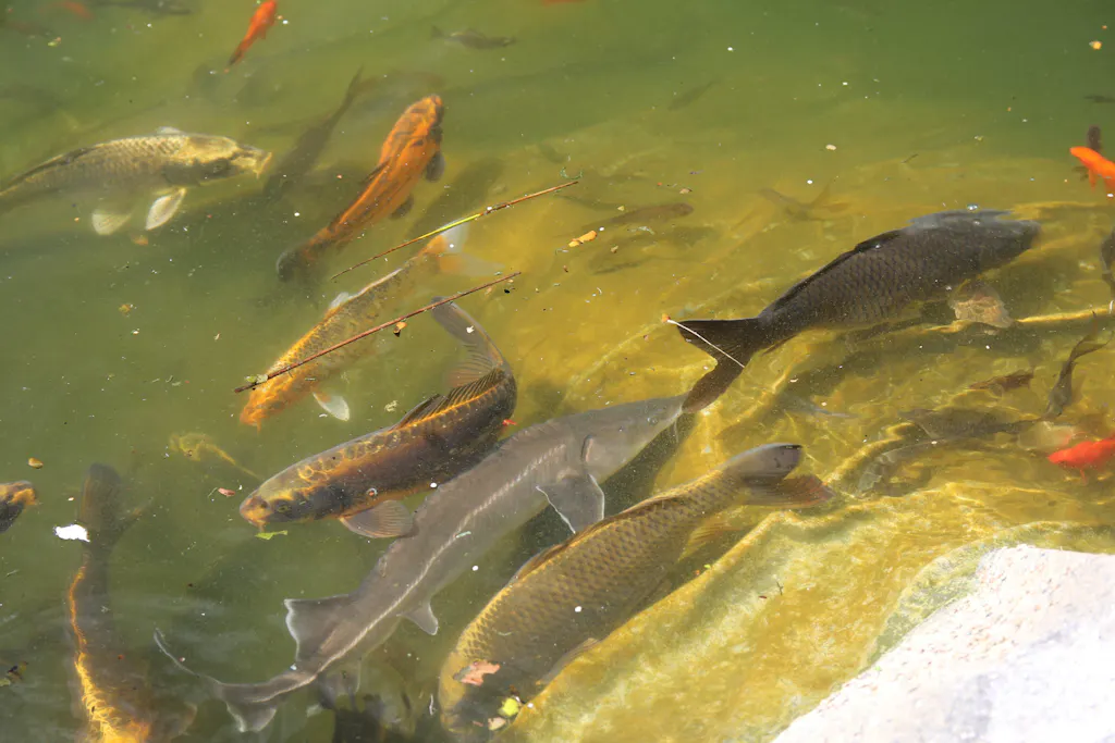 sera pond Stör Chips XXL Nature 3800 ml