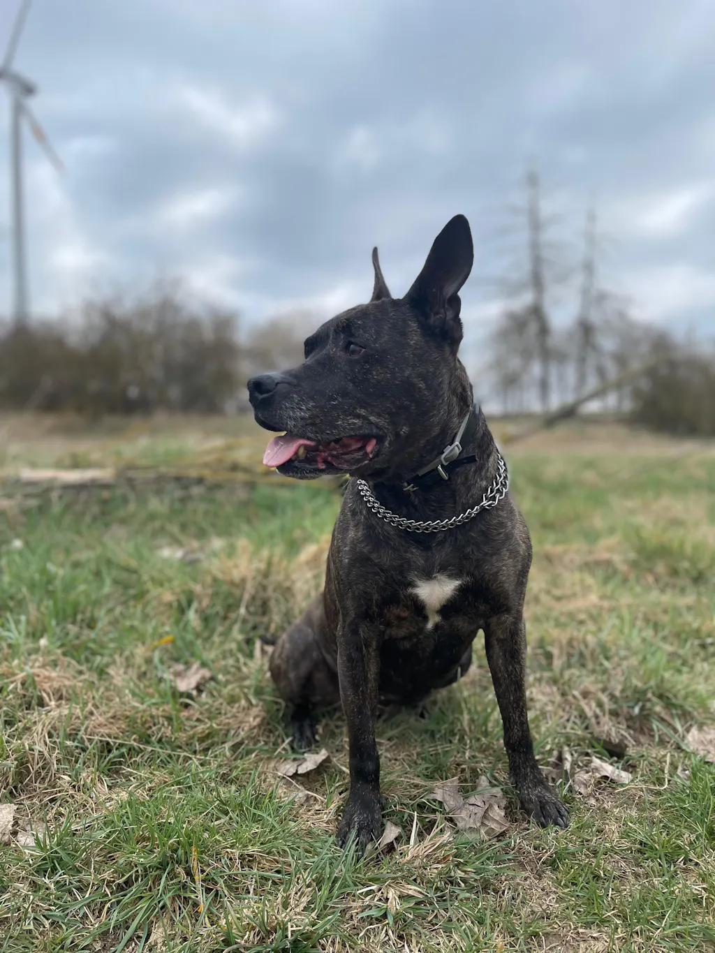 Josera JosiDog Adult Sensitive