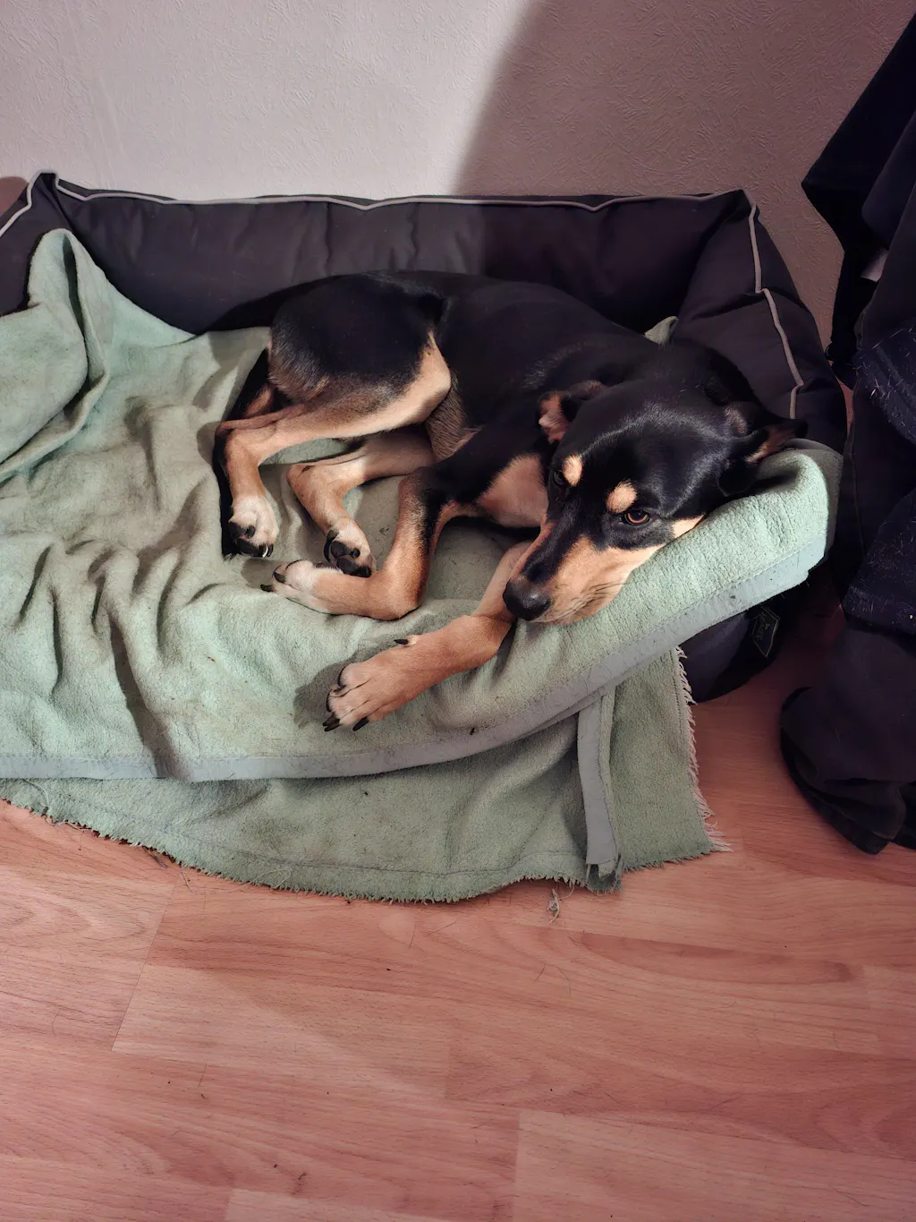 Happy Dog Sensible Neuseeland Lamm