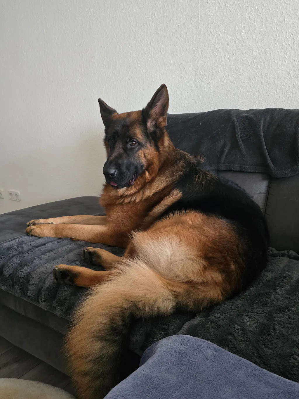 Wolfsblut Adult Green Valley