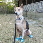 Zoof Boots - Classic Blue