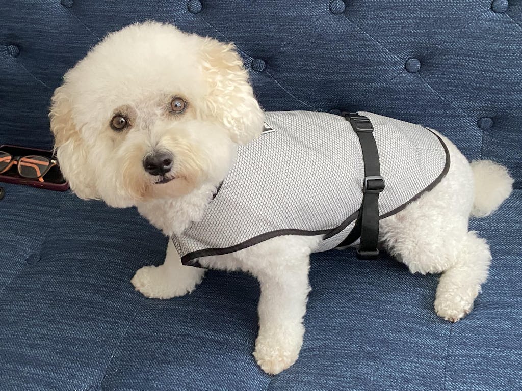 Buy Cooling Jacket for Dogs by Zoof Pets. Order Online for free Size