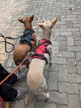 Zoof Escape Proof Dog Harness