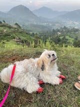 Zoof Boots - Classic Blue