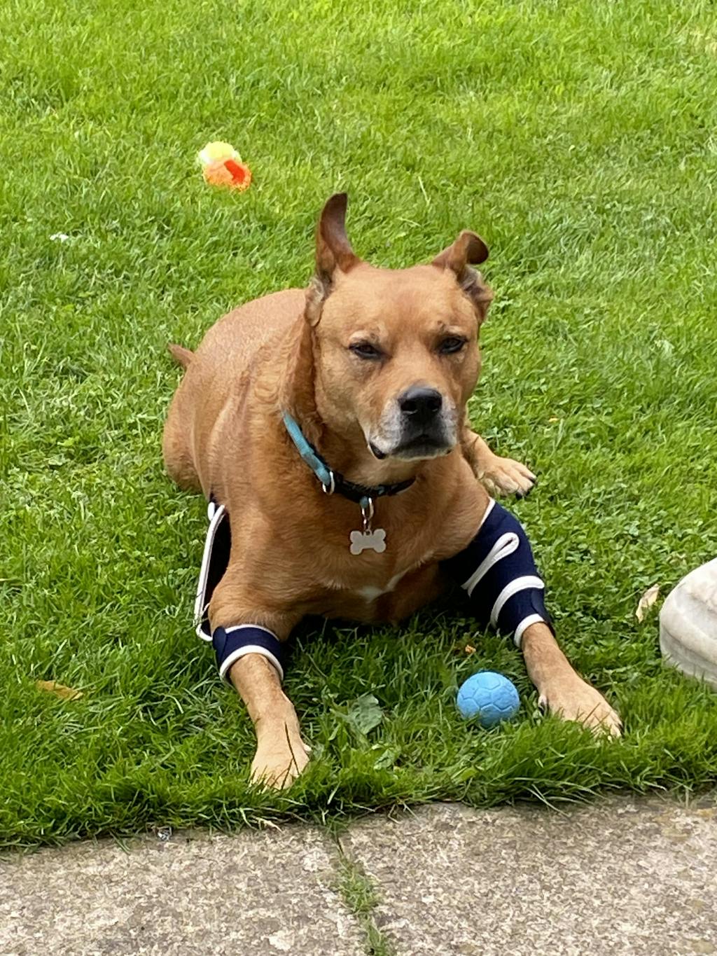 Balto® Soft Single Dog Elbow Brace (moderate support) — ZOOMADOG