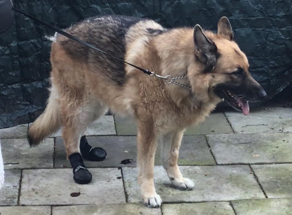 Walkabout Dog Knuckling Protection Boots (single boot) — ZOOMADOG