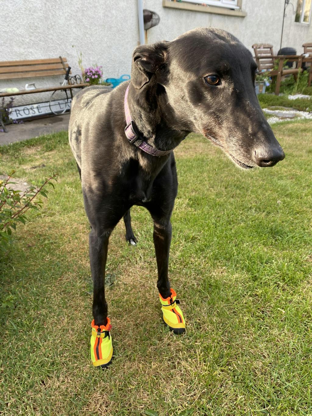 Hunnyboots Set of Two Greyhound Boots V4 (a pair) ZOOMADOG