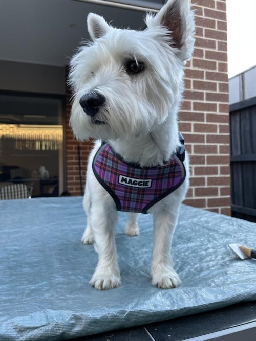 Dog Harness - Custom