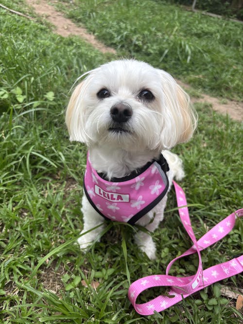 Dog Harness - Custom
