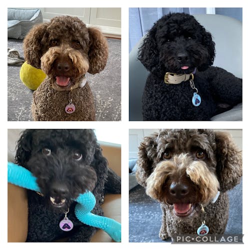 Dog Tag - Portrait