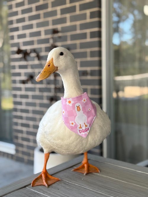 Pastel Pink Bandana