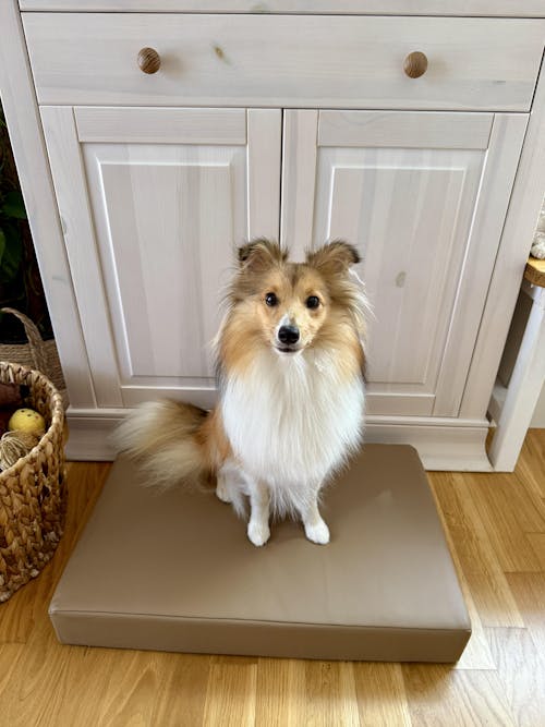 Hundekissen - Indoor