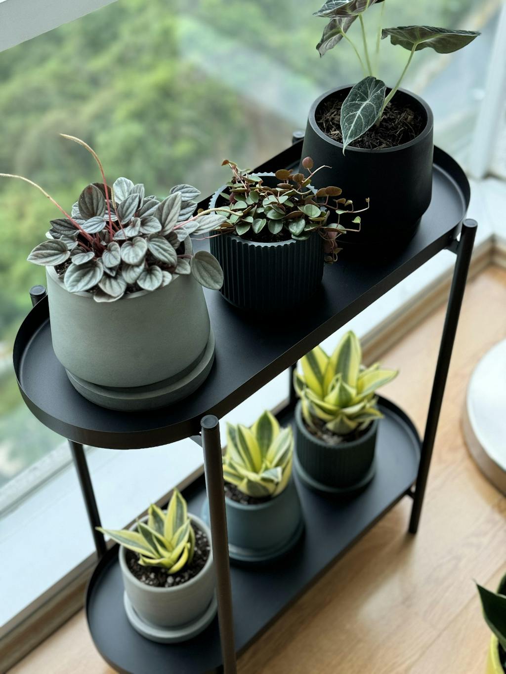 Peperomia 'Silver Ripple'