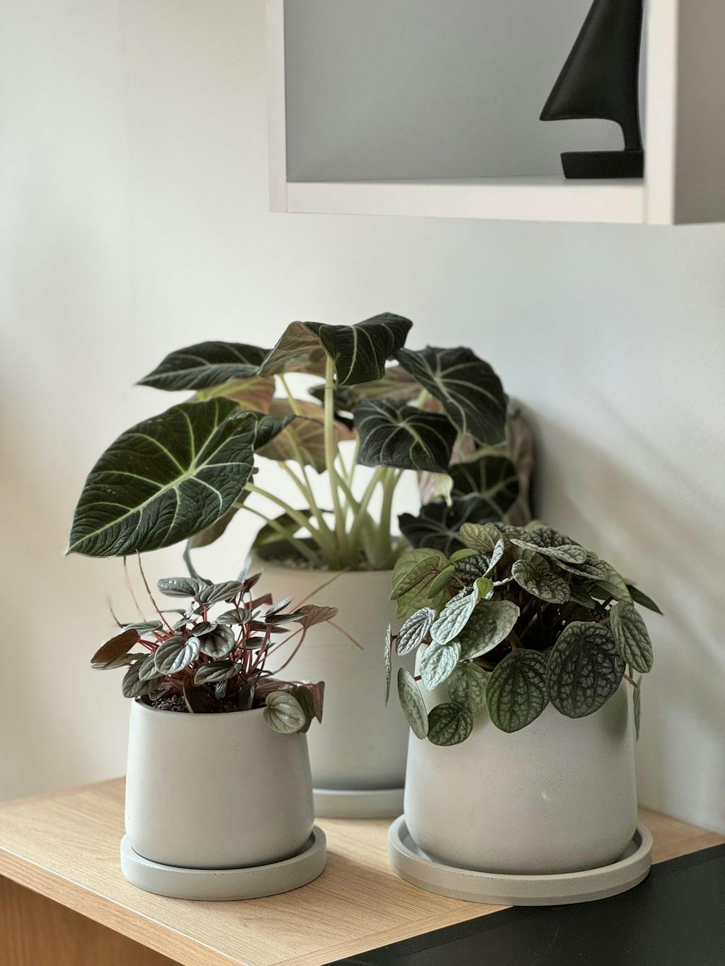 Peperomia 'Silver Ripple'