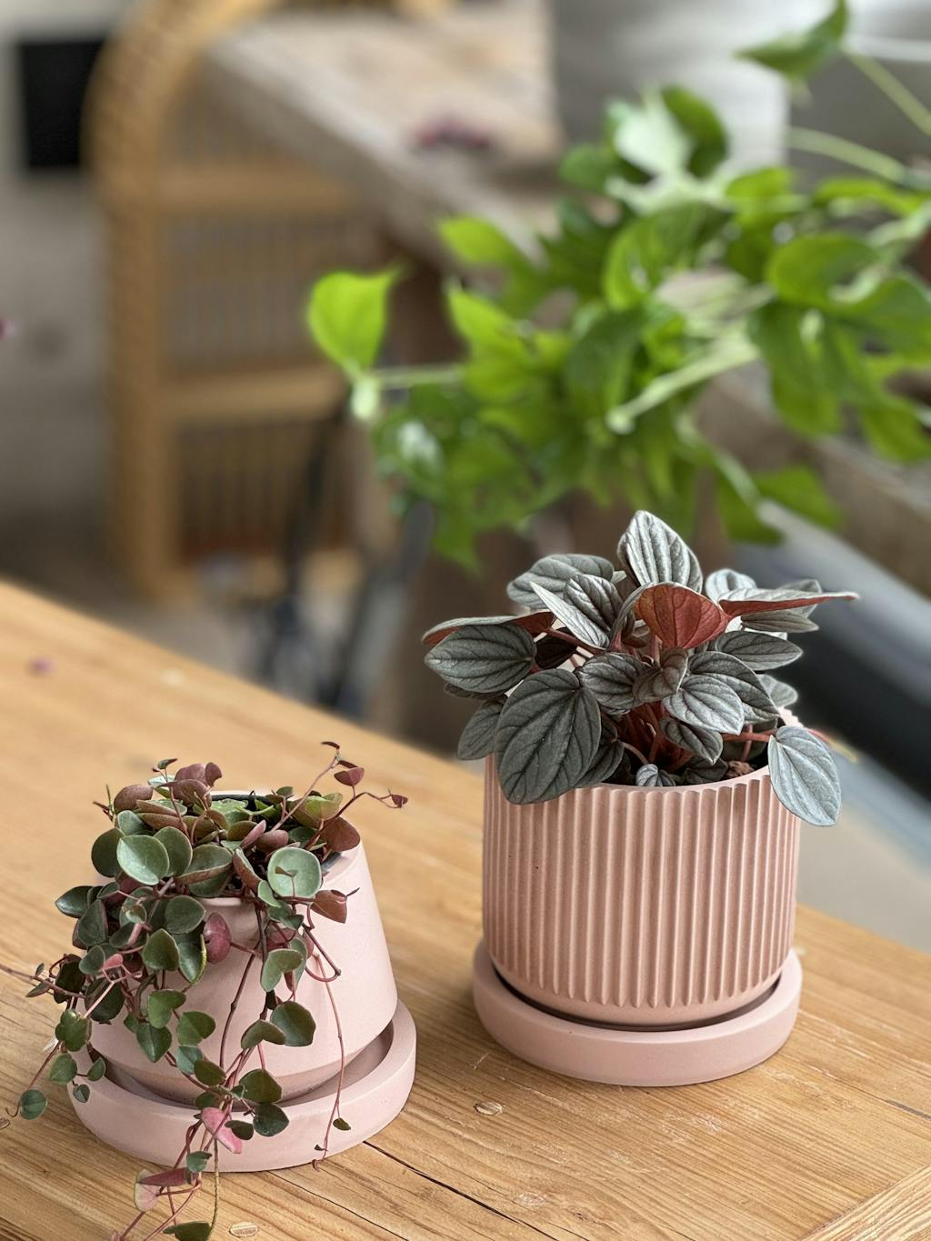 Peperomia "Cascada de Rubi"